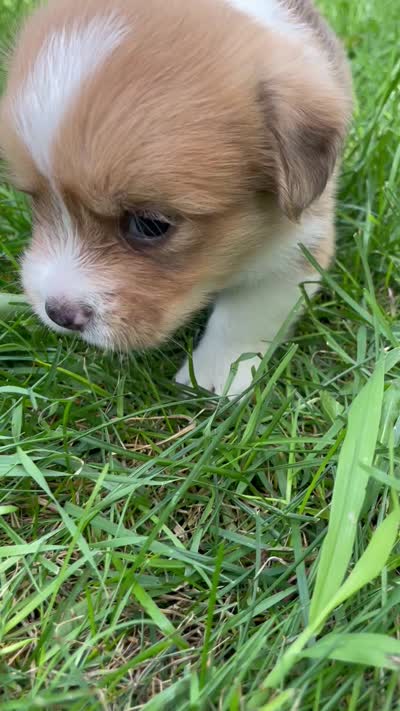 Charlie , a male Pembroke Welsh Corgi and Shih Tzu for sale in Fairbank, IA – 5 of 5