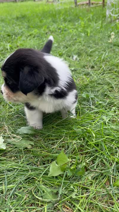 Cookie, a female Pembroke Welsh Corgi and Shih Tzu for sale in Fairbank, IA – 5 of 5