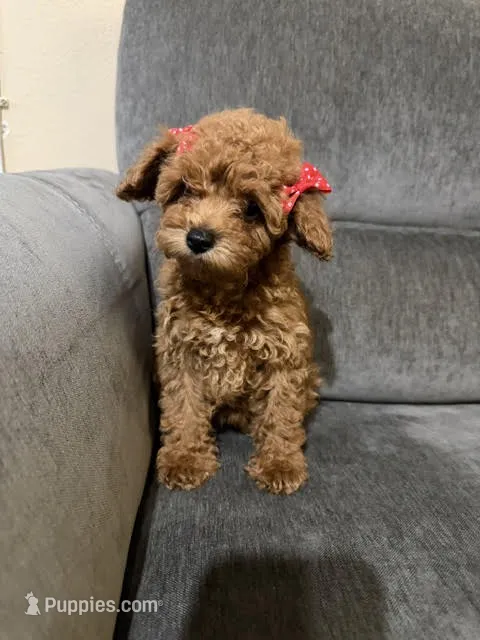 Little Red – Poodle - Toy  puppy for sale in Los Angeles, CA