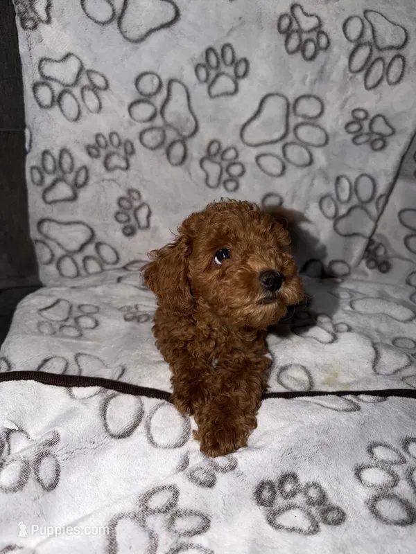 Green – Poodle - Toy  puppy on hold in Los Angeles, CA