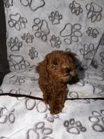 Green, a female Poodle - Toy  for sale in Los Angeles, CA – 1 of 2