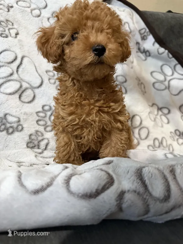 Yellow – Poodle - Toy  puppy for sale in Los Angeles, CA