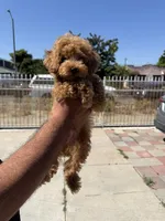 Yellow, a male Poodle - Toy  for sale in Los Angeles, CA – 3 of 5