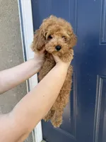 Yellow, a male Poodle - Toy  for sale in Los Angeles, CA – 2 of 5