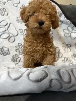 Yellow, a male Poodle - Toy  for sale in Los Angeles, CA – 2 of 2