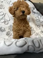 Yellow, a male Poodle - Toy  for sale in Los Angeles, CA – 4 of 5