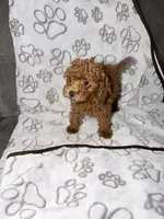 Pink, a female Poodle - Toy  for sale in Los Angeles, CA – 1 of 2