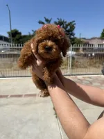 Pink, a female Poodle - Toy  for sale in Los Angeles, CA – 2 of 5