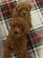 Little Red, a female Poodle - Toy  for sale in Los Angeles, CA – 2 of 2