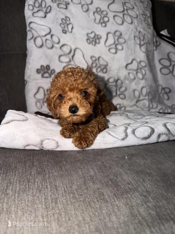 Little Red – Poodle - Toy  puppy for sale in Los Angeles, CA