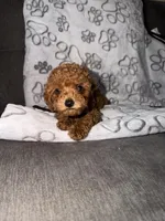 Little Red, a female Poodle - Toy  for sale in Los Angeles, CA – 1 of 2