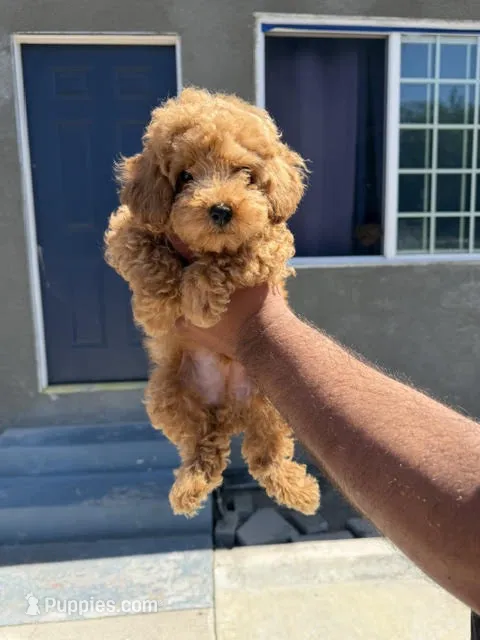 Yellow – Poodle - Toy  puppy for sale in Los Angeles, CA