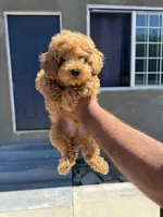 Yellow, a male Poodle - Toy  for sale in Los Angeles, CA – 1 of 5