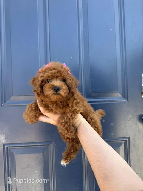 Pink – Poodle - Toy  puppy for sale in Los Angeles, CA