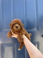 Pink, a female Poodle - Toy  for sale in Los Angeles, CA – 1 of 5