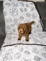 Pink, a female Poodle - Toy  for sale in Los Angeles, CA – 2 of 2