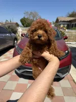 Pink, a female Poodle - Toy  for sale in Los Angeles, CA – 4 of 5