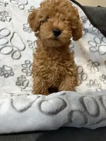 Yellow, a male Poodle - Toy  for sale in Los Angeles, CA – 5 of 5
