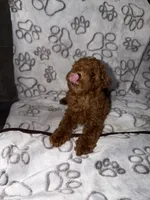 Green, a female Poodle - Toy  for sale in Los Angeles, CA – 2 of 2