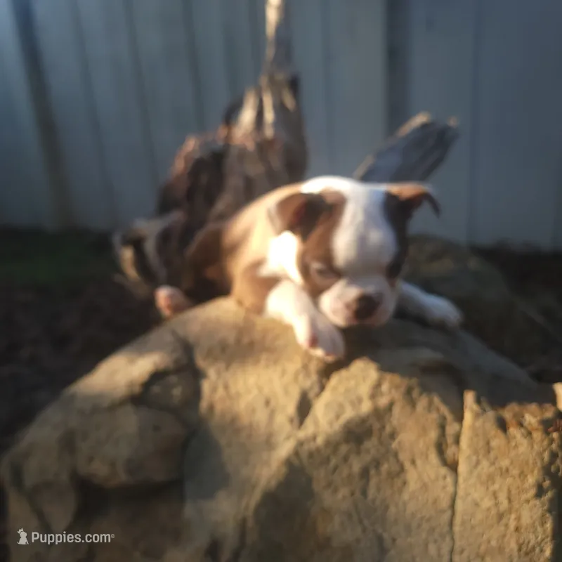 Big boy  – Boston Terrier puppy for sale in California, CA