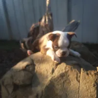 Big boy , a male Boston Terrier for sale in California, CA – 1 of 1