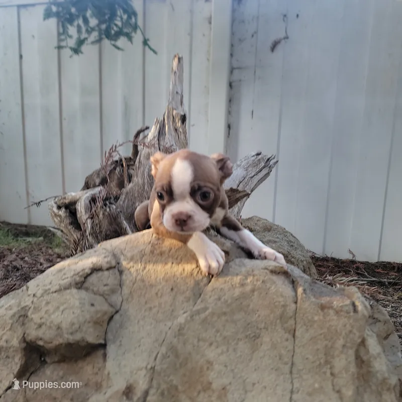 Julia – Boston Terrier puppy for sale in California, CA