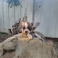 Julia, a female Boston Terrier for sale in California, CA – 1 of 1