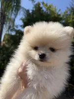 Chewy, a male Pomeranian for sale in Fresno, CA – 3 of 3