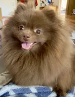 Bailey, a female Pomeranian for sale in Fresno, CA – 5 of 5
