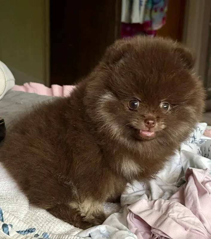 Cadbury – Pomeranian puppy for sale in Fresno, CA