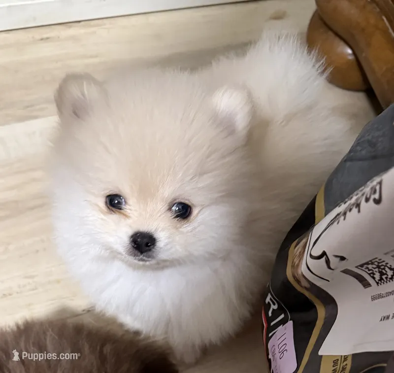 Chewy – Pomeranian puppy for sale in Fresno, CA