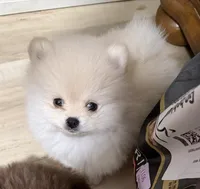Chewy, a male Pomeranian for sale in Fresno, CA – 1 of 3