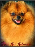 Bailey, a female Pomeranian for sale in Fresno, CA – 4 of 5