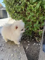 Chewy, a male Pomeranian for sale in Fresno, CA – 2 of 3