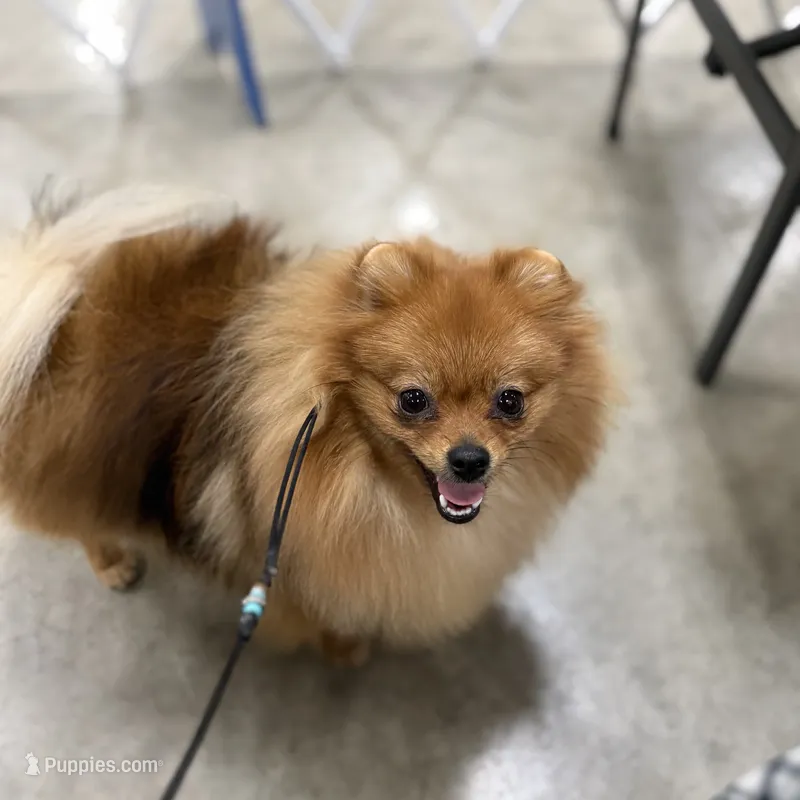 Bailey – Pomeranian puppy for sale in Fresno, CA
