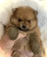 Bailey, a female Pomeranian for sale in Fresno, CA – 3 of 5