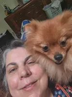 Bailey, a female Pomeranian for sale in Fresno, CA – 2 of 5
