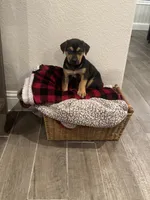 Max, a male Rottweiler and Labrador Retriever for sale in Katy, TX – Photo 2 of 3