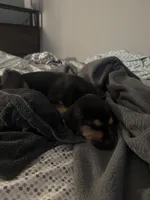 Max, a male Rottweiler and Labrador Retriever for sale in Katy, TX – Photo 3 of 3