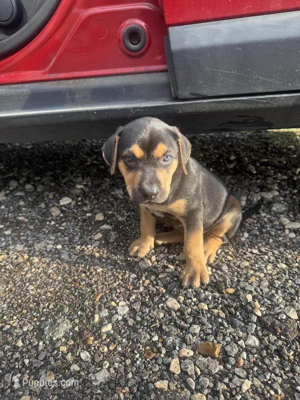 Max – Rottweiler, Labrador Retriever puppy for sale in Katy, TX