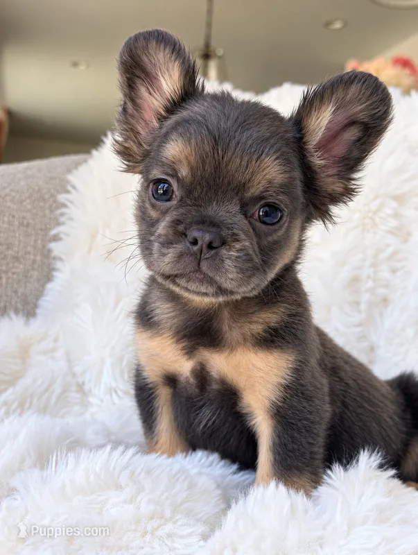 Frankie – French Bulldog puppy for sale in Hacienda Heights, CA