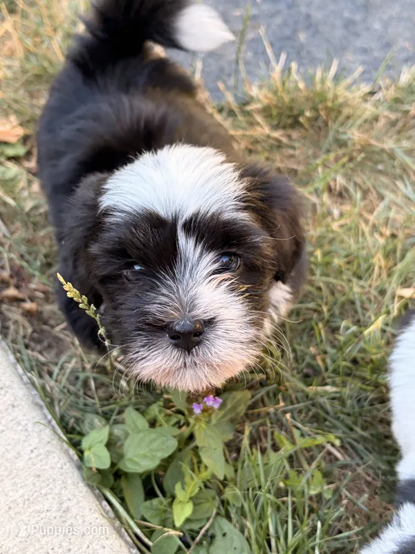 Ajax – Havanese puppy for sale in Portland, OR