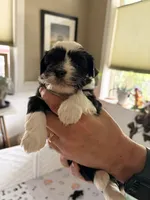 Ajax, a male Havanese for sale in Portland, OR – 6 of 8