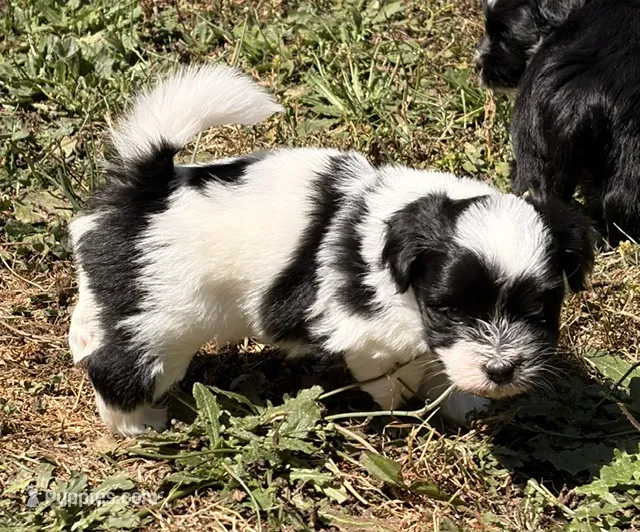 Astro – Havanese puppy for sale in Portland, OR