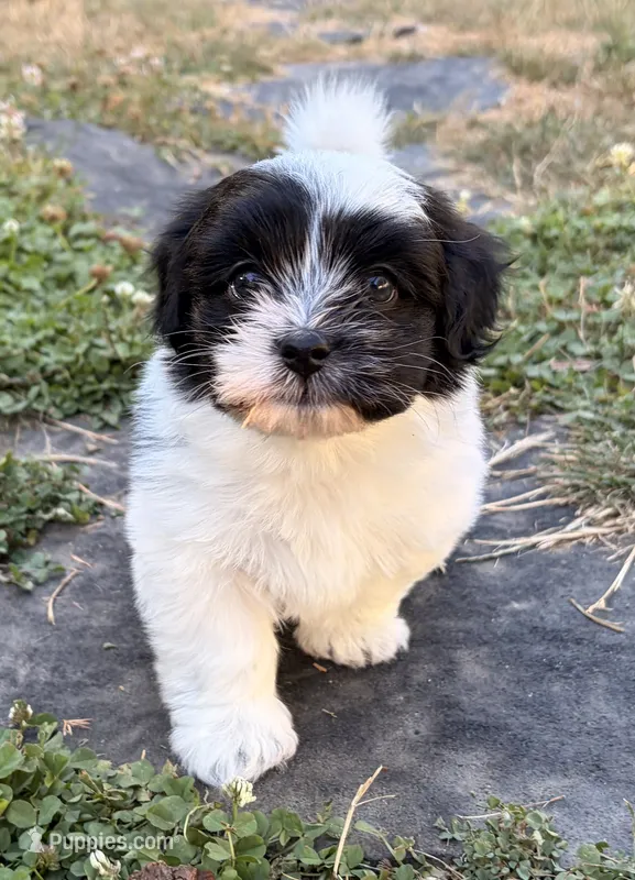 Astro – Havanese puppy for sale in Portland, OR
