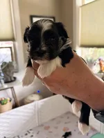 Aurura, a female Havanese for sale in Portland, OR – 4 of 6