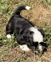 Ajax, a male Havanese for sale in Portland, OR – 5 of 8