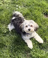 Aurura, a female Havanese for sale in Portland, OR – 6 of 6