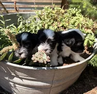 Aurura, a female Havanese for sale in Portland, OR – 2 of 6