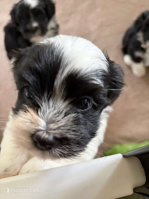 Ajax – Havanese puppy for sale in Portland, OR